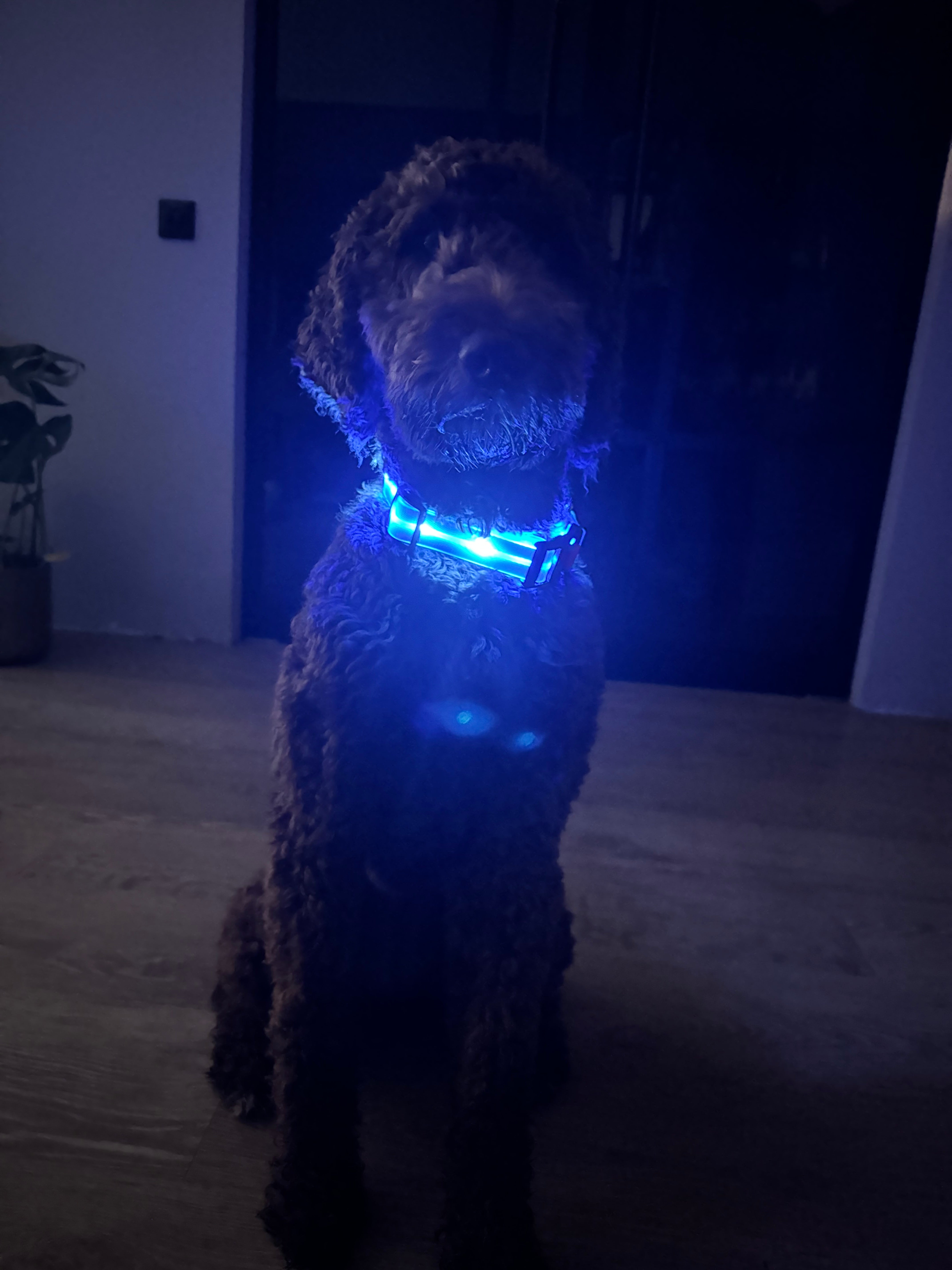Lichtgevende LED Honden Halsbanden