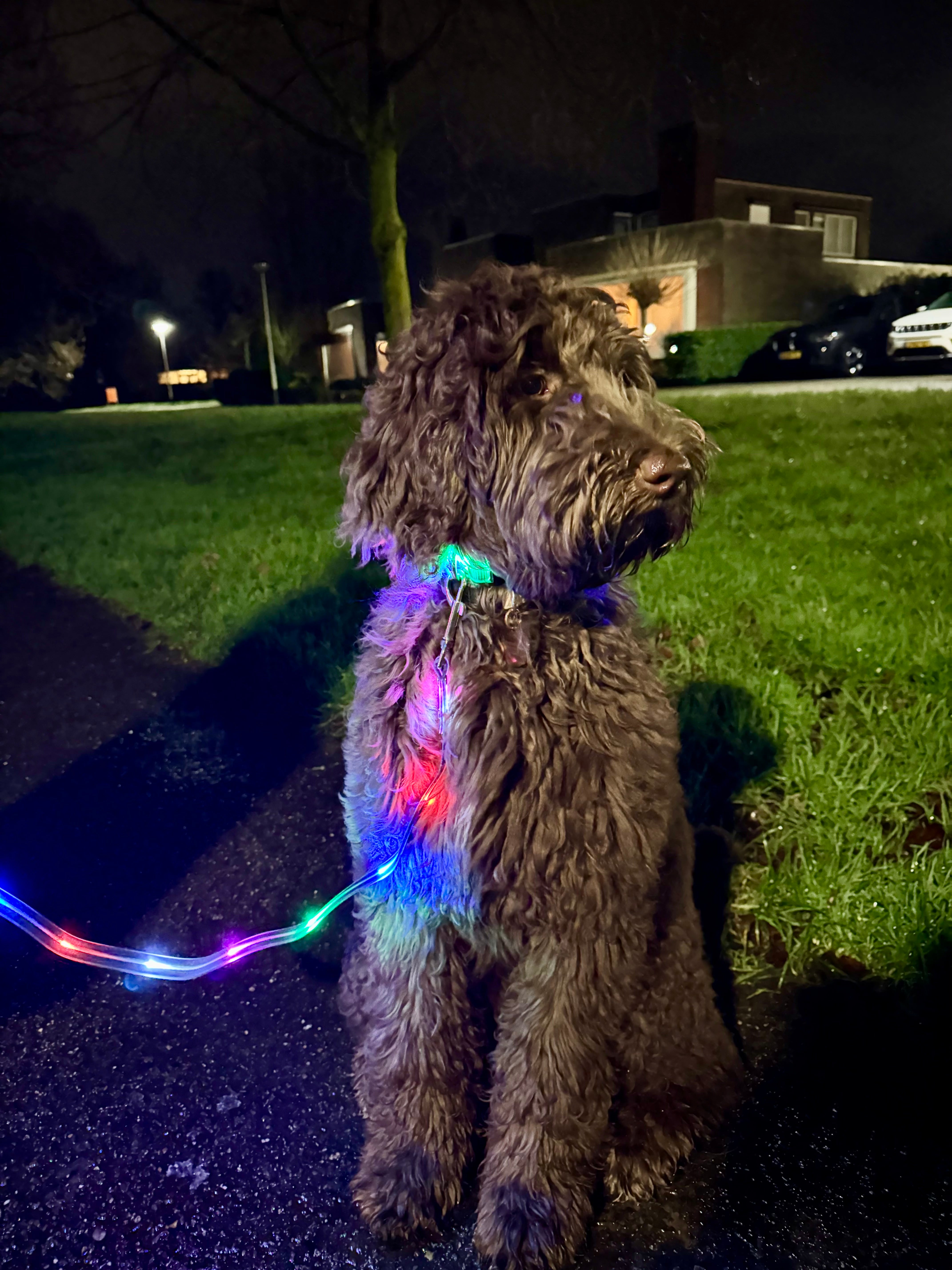 Led halsband en riem combinatie