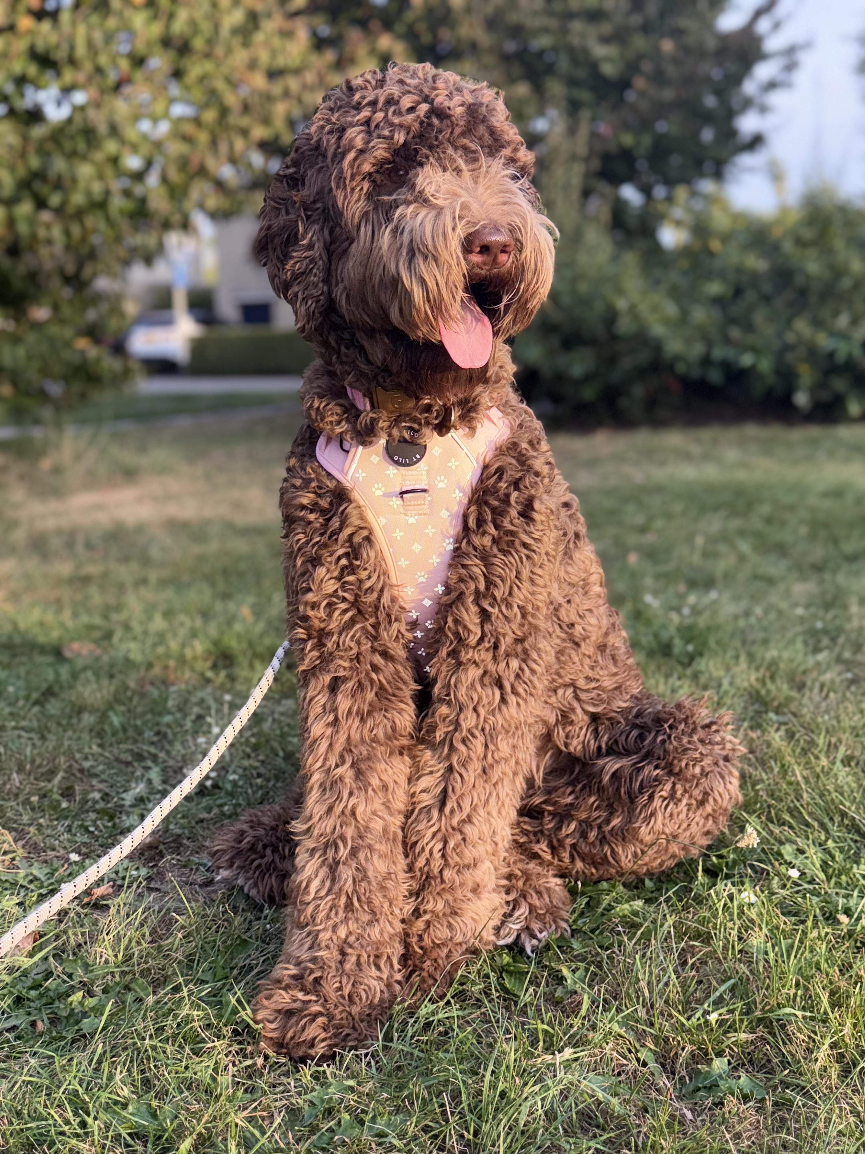 Reflecterend antitrek Y-Tuig roze