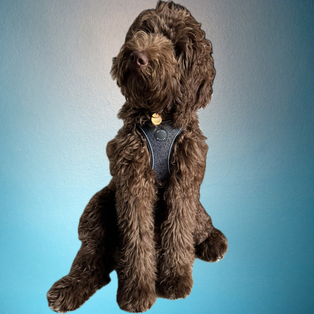 Reflecterend hondenharnas