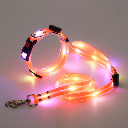 Led halsband en riem combinatie