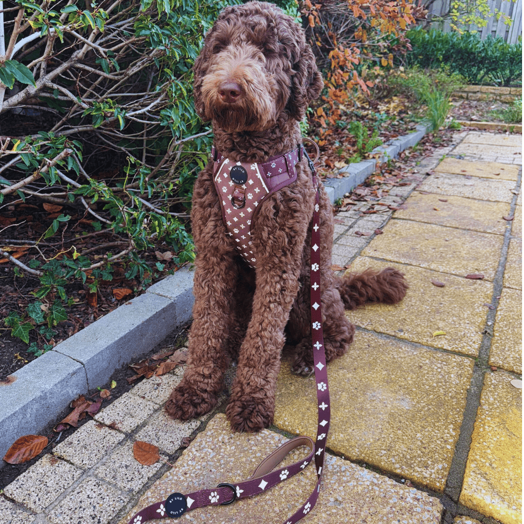 Bruin Reflecterende Harnas + Riem Bundel