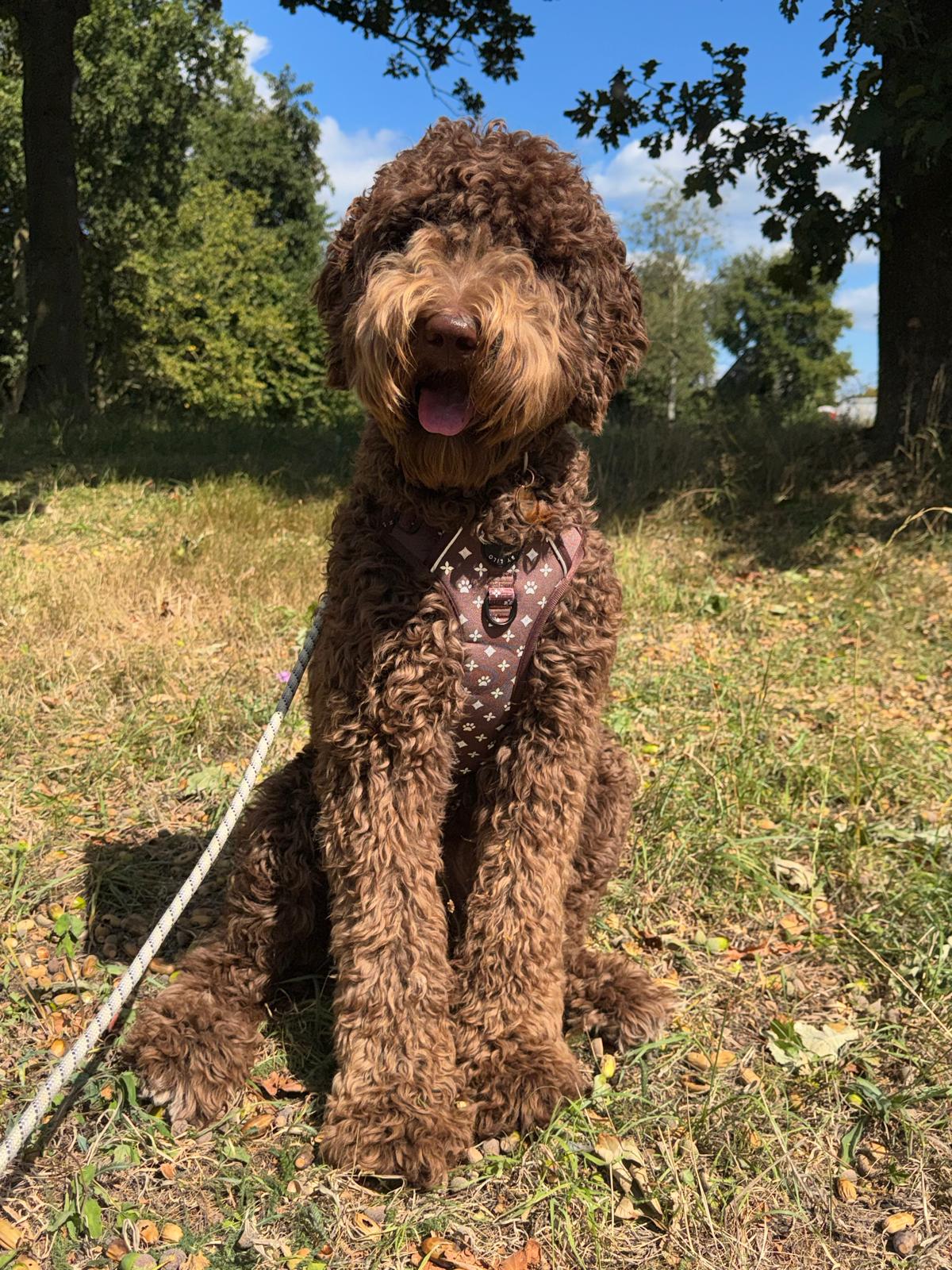 Reflecterend antitrek Y-Tuig bruin