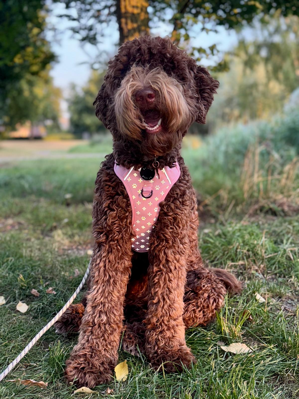 Reflecterend antitrek Y-Tuig roze